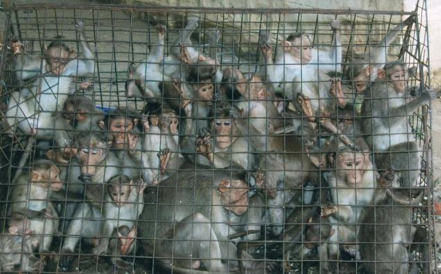 Cage of Monkeys