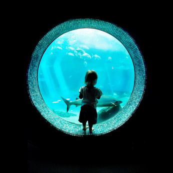 Immersed at the Aquarium