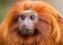 Hairy Red Monkey 1301x901p