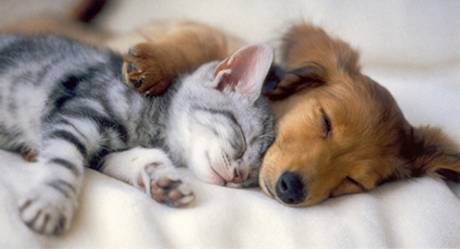 Puppies-and-Kittens-Sleeping