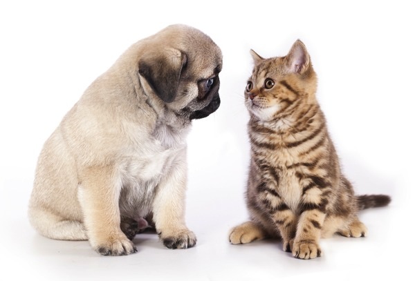 pug puppy and kitten